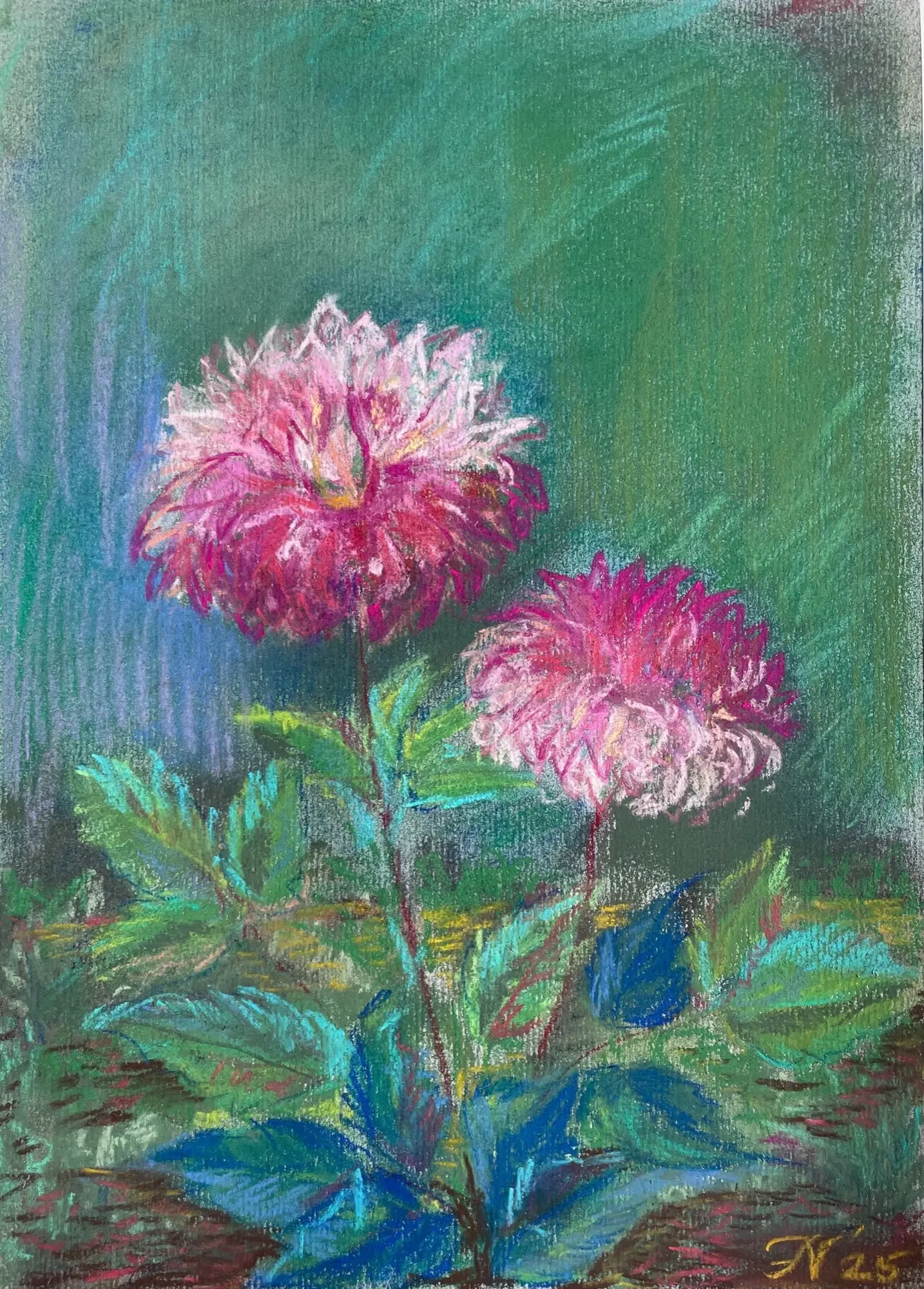 Dahlias (Pink petticoat) in tuin