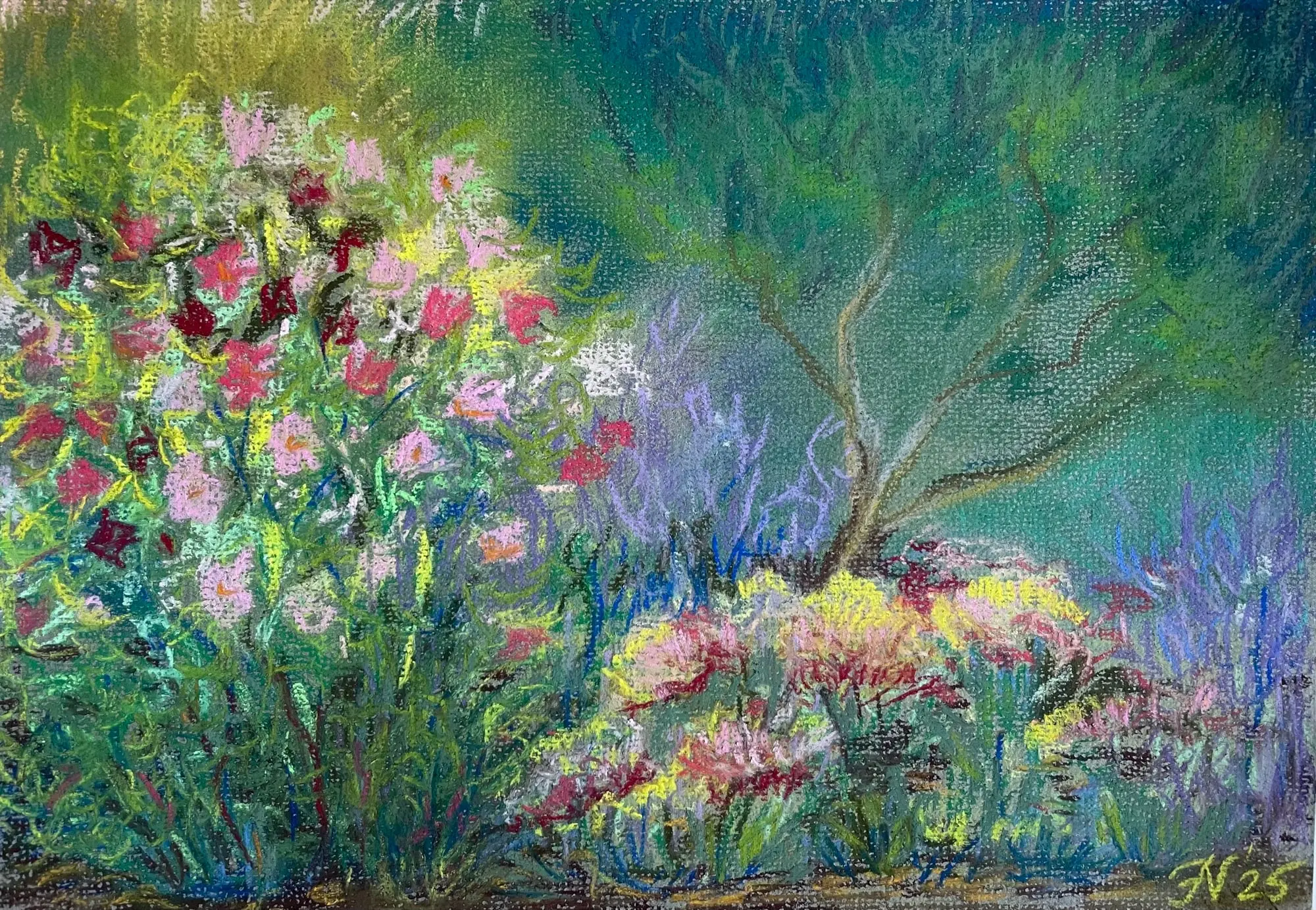 Cosmea in tuin